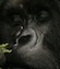 Up close and personal with gorilla's